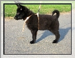Schipperke, Szczeniak, szelki