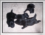 cztery, szczeniaki, Schipperke